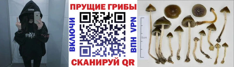 Галлюциногенные грибы GOLDEN TEACHER  Бугуруслан 